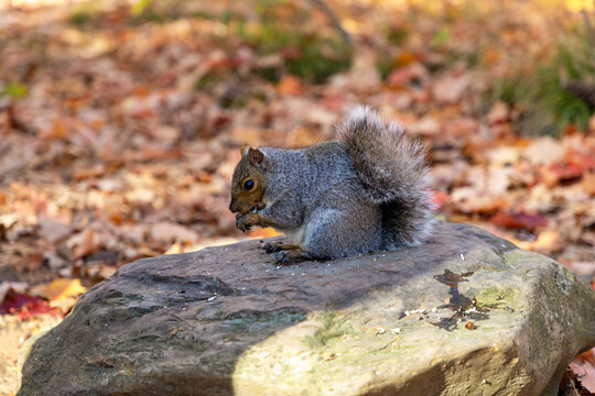 Gray squirrel sitting on rock eating nut with autumn leaf background in park