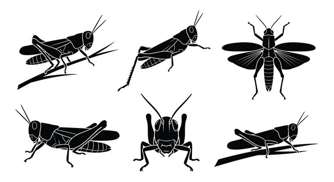 Black vector silhouettes of grasshoppers in various poses and orientations