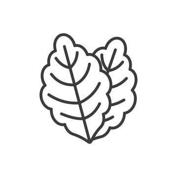 Lettuce icon vector isolated in thin line on white background