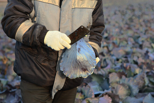 Red cabbage in hands of farmer in close-up. Worker wearing gloves checks maturity of cabbage. Harvesting red cabbage. Heads with purple leaves are ready for harvesting in field. Agricultural industry