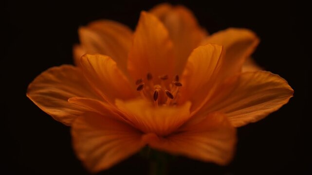 Close up of vibrant orange cosmos flower blooming against a dark black background.