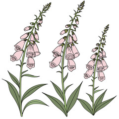 Three stalks of pink foxglove flowers with green leaves botanical drawing flower stalk © Master