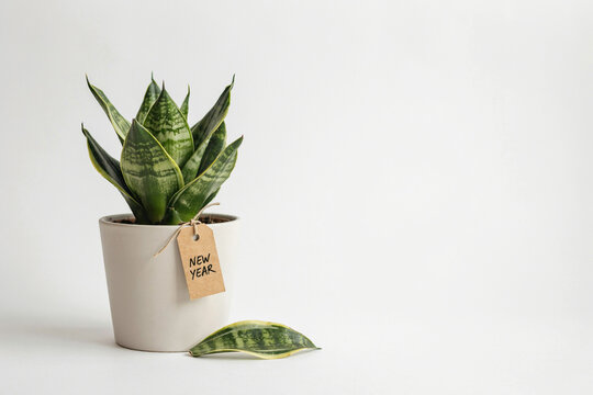 Minimalist snake plant in white ceramic pot, green sansevieria houseplant with New Year tag, fresh indoor botanical decor on white background