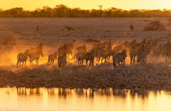 View of a herd of zebras gathering at a waterhole in Etosha National Park during the golden hour, with dust rising in the warm sunset light in Namibia.