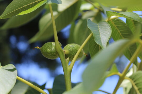 walnut tree 1