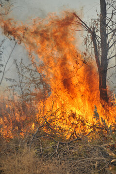 View of intense flames consuming dry brush and a tree during a wildfire in Namibia.
