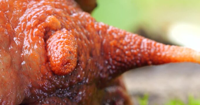 Giant Amazonian land snail Megabulimus popelairianus.. From Narupayacu, 1,100m elevation in the Amazonian foothills of the Andes in Napo province, Ecuador.