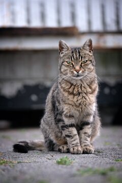 Portrait of cute tabby cat sitting outdoors and looking at camera.. Vertical image with selective focus.	