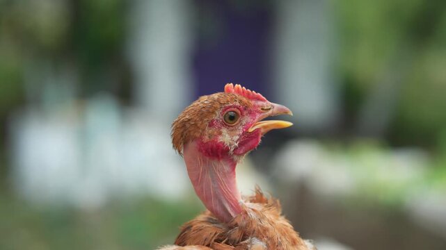 Chicken with reddish-brown feathers and prominent comb vocalizes while standing in a garden setting, with blurred greenery and soft lighting creating a natural atmosphere