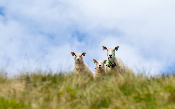 View of three sheep standing on a grassy hill under a cloudy sky in Valldal, More og Romsdal, Norway.