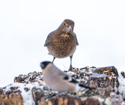 View of a female blackbird standing on a snow-covered tree stump with a blurred bullfinch in the foreground in Valldal, More og Romsdal, Norway.