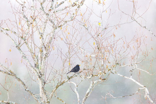 View of a blackbird perched on a bare tree branch during a light snowfall in Valldal, More og Romsdal, Norway.