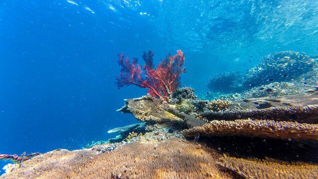 View of a vibrant coral reef with a striking red sea fan and diverse marine life under clear blue water in the Derawan Islands, East Kalimantan, Indonesia.