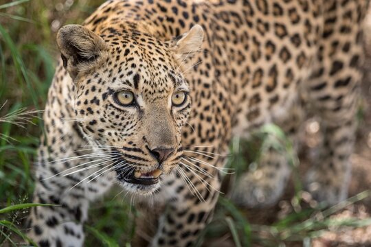 View of a leopard prowling through tall grass in South Africa.