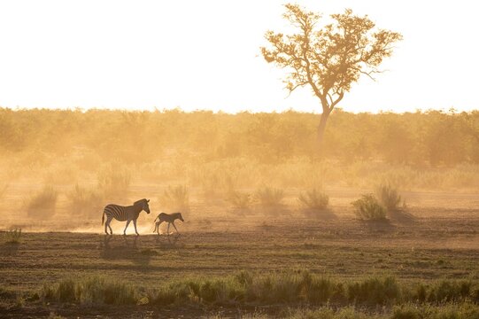 View of a zebra and its foal walking across the savanna in South Africa.