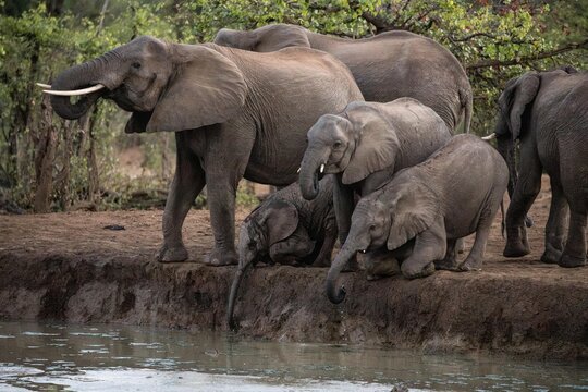 View of a herd of African elephants including adults and calves drinking at a waterhole in the savanna of South Africa.