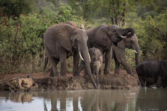 View of a herd of African elephants, including a calf, drinking water from a muddy pond in the savanna of South Africa.