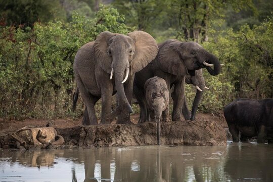 View of a family of African elephants drinking at a muddy watering hole surrounded by lush green trees in South Africa.