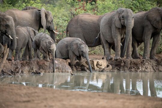 View of a herd of African elephants including adults and calves drinking at a muddy watering hole in the savanna of South Africa.