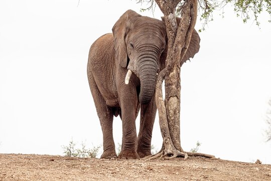 View of an African elephant standing beside a tree in the savanna of South Africa.