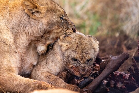 View of a lioness and her cub feeding on prey in the wild savanna, South Africa.