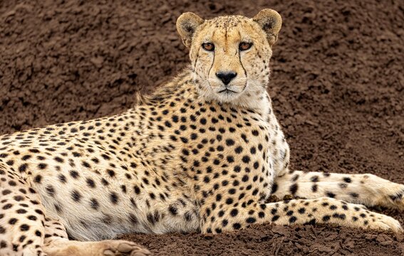 View of a cheetah resting on the ground with its distinctive spotted coat and alert expression in South Africa.
