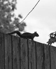 squirrel on a fence © Ellie