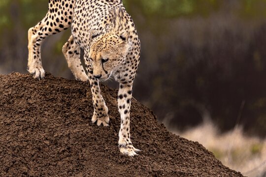 View of a cheetah walking down a dirt mound in its natural habitat in South Africa.