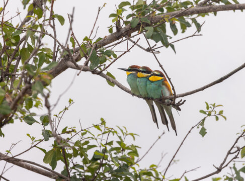 View of three colorful bee-eaters perched closely together on a thin branch against a soft, overcast sky in South Africa.