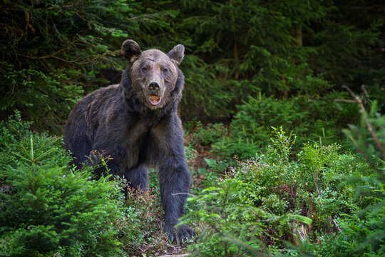 Brown bear standing among lush green foliage in a forest, showcasing its powerful physique and natural habitat with dense trees and underbrush surrounding it
