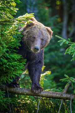 Brown bear standing on a fallen tree branch surrounded by lush green coniferous trees in a forest setting, showcasing its powerful physique and natural habitat