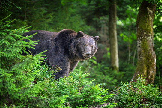 Brown bear standing among lush green foliage in a forest, surrounded by trees and underbrush, showcasing its natural habitat and wildlife behavior