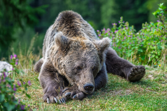Grizzly bear resting on green grass surrounded by wildflowers in a natural forest setting, showcasing its thick fur and relaxed posture in a serene environment