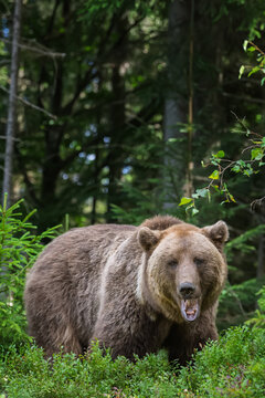 Brown bear standing in lush green forest, surrounded by trees and foliage, showcasing its natural habitat in a serene wilderness setting