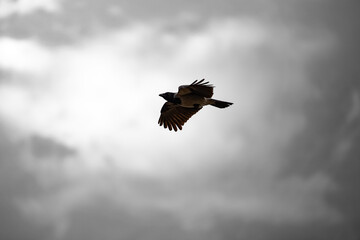 Obraz premium A powerful Corvus cornix, showcasing textured dark feathers, gracefully soars through a vast, diffused, overcast sky, illuminated by soft backlight