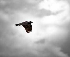 Obraz premium A majestic Corvus cornix, a hooded crow, glides with dark feathers against a vast, diffused, overcast sky featuring soft textured grey clouds