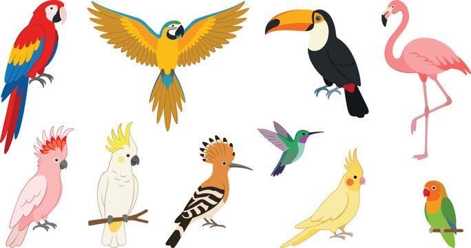 Tropical exotic birds vector collection set featuring macaw toucan flamingo cockatoo hoopoe hummingbird cockatiel and lovebird