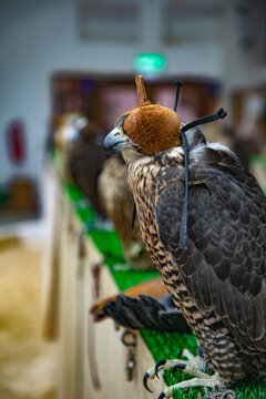 View of a falcon wearing a traditional leather hood, perched on a green surface in a falconry center in Doha, Doha Municipality, Qatar.