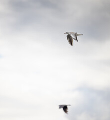 Obraz premium A graceful seabird glides through a soft, overcast sky, its white and grey plumage catching the diffused natural light as it soars freely with wings spread wide