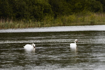 swans on the lake © Tomasz