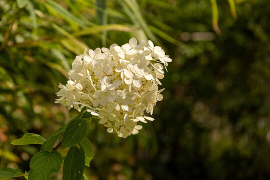 Rispenhortensie 