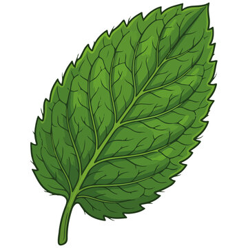 Green Mint Leaf Vector Illustration Graphic Element