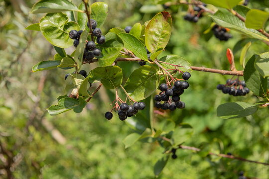Apfelbeere 