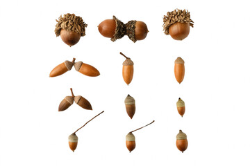 Diverse Collection of Oak Acorns Arranged in Rows © Tania