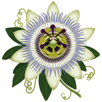 Passion Flower Botanical Illustration Vector Graphic Isolated