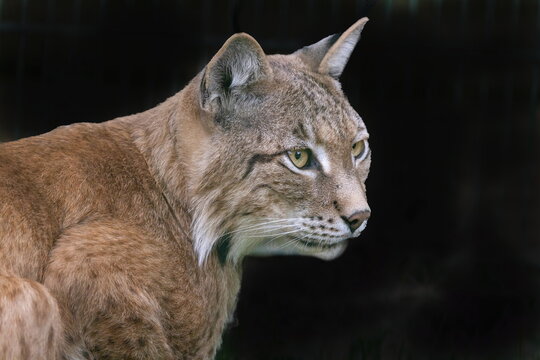 Luchs