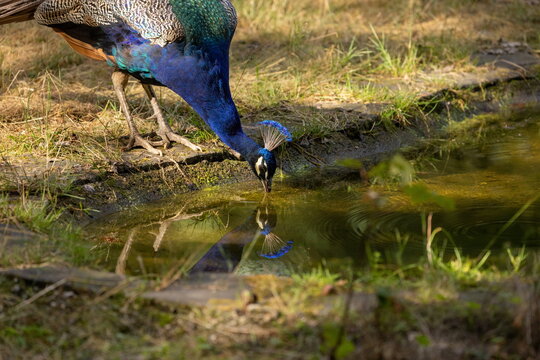blauer Pfau