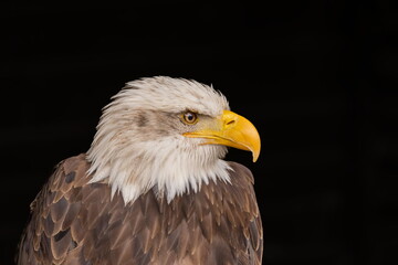 Obraz premium Weißkopfseeadler
