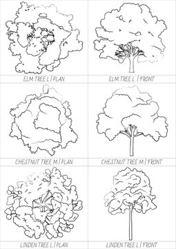 Large Architectural Deciduous Tree Outlines with Elm Chestnut and Linden in Plan and Elevation