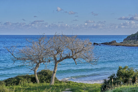 View of a bare tree on a grassy cliff overlooking the blue sea and rocky coastline, Calabria, Italy.